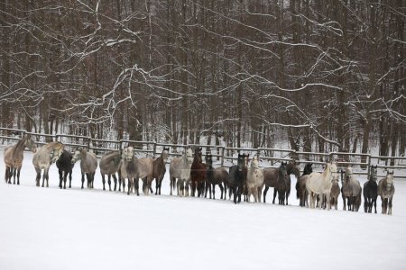 Stuten-Herde mit Fohlen galoppieren schnell auf der verschneiten Winterweide im Freien. Eine Gruppe einheimischer Pferde läuft auf der Winterweide einer ländlichen Ranch im Winter. Reiterlicher Hintergrund