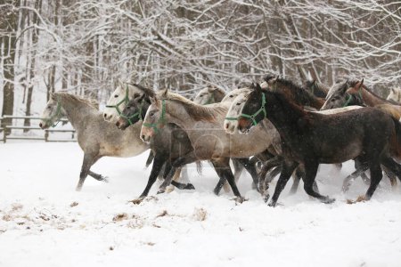 Manada de yeguas con potros galopando rápido en pastos nevados de invierno al aire libre. Grupo de caballos domésticos corriendo en el prado de invierno en invierno rancho rural. Fondo ecuestre