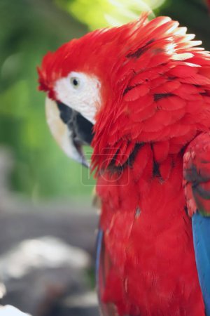 Portrait gros plan de perroquet écarlate coloré au Mexique sur fond naturel vert. Perroquets d'amour