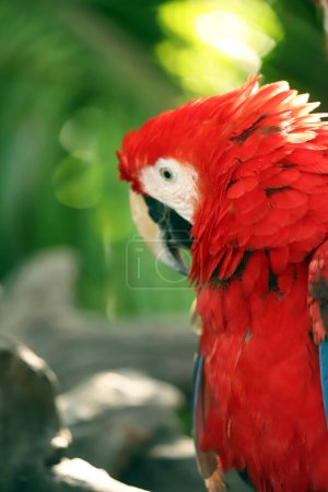 Portrait close up of colorful Scarlet Macaw parrot in Mexico against green natural background. Love parrots