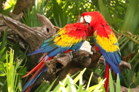 Portrait Nahaufnahme eines farbenfrohen scharlachroten Papageien in Mexiko vor grünem natürlichen Hintergrund. Liebe Papageien