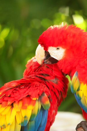 Portrait Nahaufnahme eines farbenfrohen scharlachroten Papageien in Mexiko vor grünem natürlichen Hintergrund. Liebe Papageien