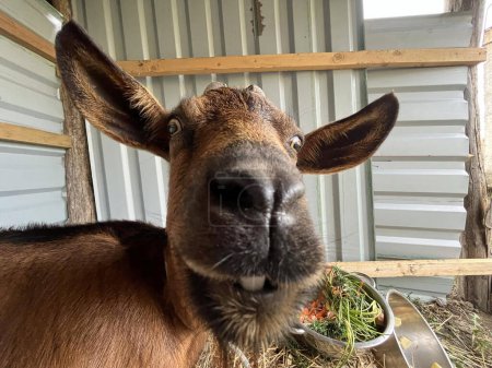 Foto de Divertido retrato humorístico de cerca de una cabra adulta joven en un establo en una granja de animales rurales en el interior - Imagen libre de derechos