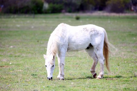 Foto de Hermoso caballo joven de raza pura pastando en el campo de verano. Pastos verdes con yegua de pura raza. Animal en un pasto. El caballo come hierba. Yegua en el prado - Imagen libre de derechos