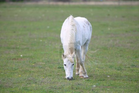 Beautiful purebred young horse grazing in summer field. Green pasture with feeding purebred mare. Animal on a pasture. Horse eats grass. Mare on meadow
