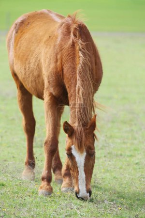 Beautiful purebred young horse grazing in summer field. Green pasture with feeding purebred mare. Animal on a pasture. Horse eats grass. Mare on meadow