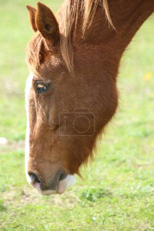 Foto de Hermoso caballo joven de raza pura pastando en el campo de verano. Pastos verdes con yegua de pura raza. Animal en un pasto. El caballo come hierba. Yegua en el prado - Imagen libre de derechos
