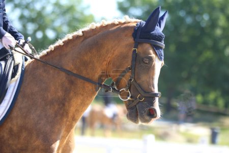 Portrait of a dressage sport horse outdoors. Closeup of a horse portrait during competition training