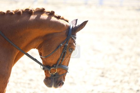 Portrait of a dressage sport horse outdoors. Closeup of a horse portrait during competition training