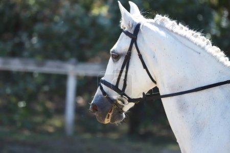 Foto de Retrato de un caballo deportivo doma al aire libre. Primer plano de un retrato de caballo durante el entrenamiento de competición - Imagen libre de derechos