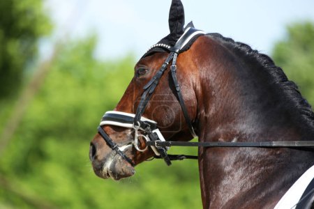Foto de Retrato de un caballo deportivo doma al aire libre. Primer plano de un retrato de caballo durante el entrenamiento de competición - Imagen libre de derechos