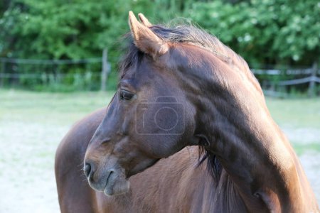 Téléchargez les photos : Beau jeune cheval posant à la ferme équestre rurale. Portrait d'un cheval de race pure en plein air corral. Extrême gros plan d'un cheval domestique de race pure. Vie équestre - en image libre de droit