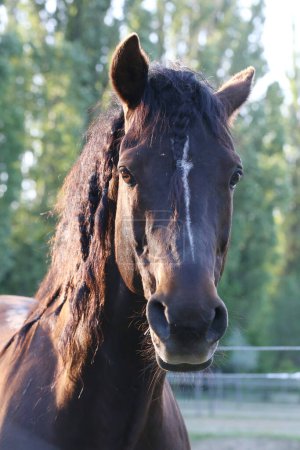 Téléchargez les photos : Beau jeune cheval posant à la ferme équestre rurale. Portrait d'un cheval de race pure en plein air corral. Extrême gros plan d'un cheval domestique de race pure. Vie équestre - en image libre de droit