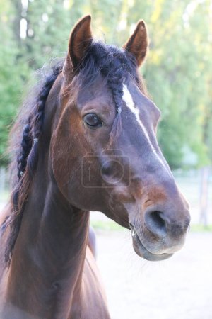 Foto de Hermoso caballo joven posando en la granja ecuestre rural. Retrato de un caballo de pura raza en corral al aire libre. Primer plano extremo de un caballo doméstico de raza pura. Vida ecuestre - Imagen libre de derechos