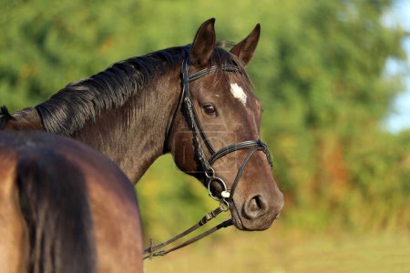 Extreme closeup portrait of a domestic saddle horse at sunset on a rural animal farm
