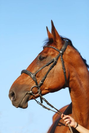 Extreme closeup portrait of a domestic saddle horse at sunset on a rural animal farm