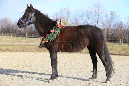 Hermoso caballo con colorida decoración de la corona de Navidad en la granja rural de animales navideños. El estado de ánimo de Navidad en rancho