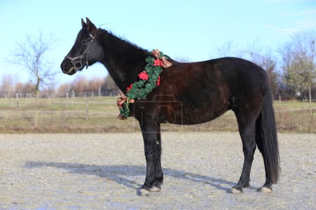 Hermoso caballo con colorida decoración de la corona de Navidad en la granja rural de animales navideños. El estado de ánimo de Navidad en rancho