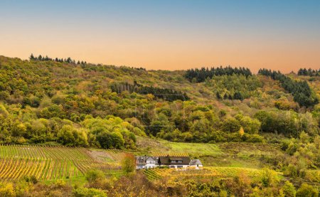 Téléchargez les photos : Ferme sur colline dans le village de Senheim entre les vignobles escarpés et les collines en automne dans le quartier Cochem-Zell, Allemagne - en image libre de droit