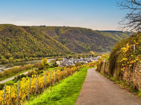Téléchargez les photos : Village Bruttig-Fankel ruelle étroite à travers des vignobles escarpés et des montagnes luxuriantes sur la rivière Moselle à Cochem-Zell, Allemagne - en image libre de droit