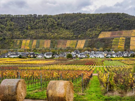 Téléchargez les photos : Haystack et rangées de vignes dans le village Bruttig-Fankel lors d'un automne à Cochem-Zell, Allemagne - en image libre de droit
