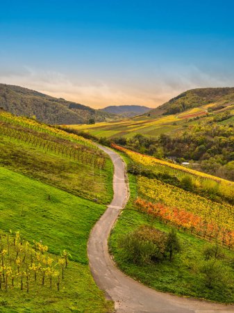 Bruttig-Fankel pueblo empinada viñedos coloridos en un día claro de otoño en Cochem-Zell, Alemania