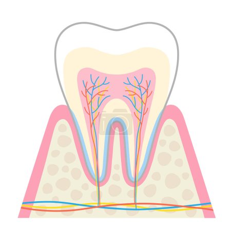 Téléchargez les illustrations : Illustration de l'anatomie dentaire. Structure du diagramme dentaire. concept de soins dentaires - en licence libre de droit