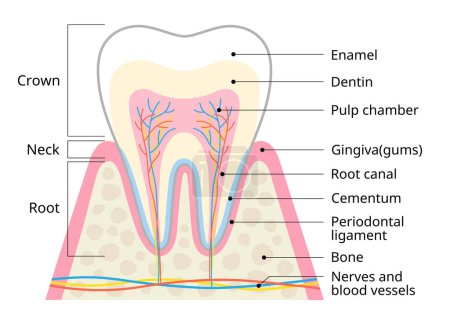 Illustration der Zahnanatomie. Struktur des Zahndiagramms. zahnärztliches Versorgungskonzept 