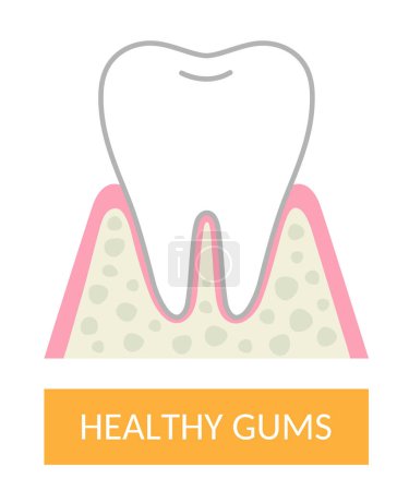 Ilustración de Ilustración sana de dientes y encías. Concepto de cuidado de la salud dental y bucal - Imagen libre de derechos