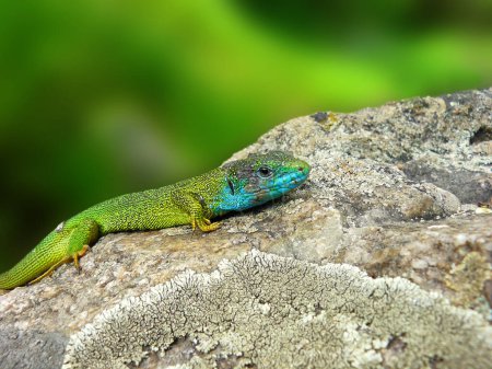 Green and blue lizard on a stone blurred background