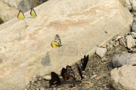 Téléchargez les photos : Papillons chaux extrayant les minéraux essentiels du lit de la rivière Jayanti, alipurduar, ouest du Bengale, - en image libre de droit