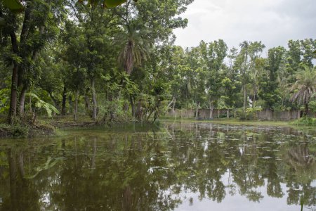 Foto de Reflejo de vegetación envolvente en el agua del lago durante el monzón - Imagen libre de derechos
