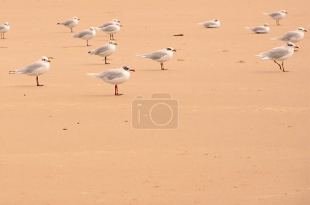 Groupe de goélands à tête noire juvéniles sur une plage de sable, tous regardant dans la même direction