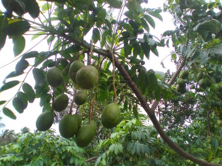 Téléchargez les photos : Prune de juin (Spondias dulcis) ou ambarella ou fruit tropical de pomme dorée sur une plante. Fruits tropicaux sains et délicieux. - en image libre de droit