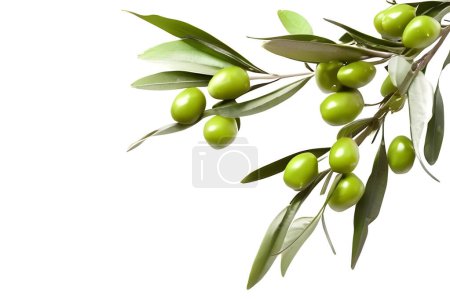 Des olives fraîches saines avec un soupçon d'eau