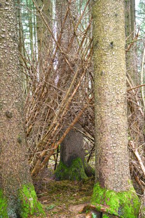 Téléchargez les photos : Une petite cabane faite de nombreuses branches est située dans la forêt près de l'arbre. - en image libre de droit