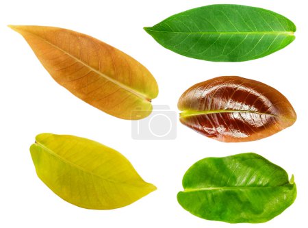 Foto de Collection of young and old guava leaves of various shapes and colors isolated on a white background. leaf sets - Imagen libre de derechos