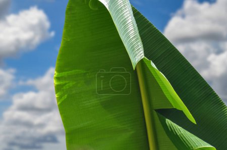 Foto de Close up of mature banana leaf midrib against a clear white cloudy sky during the day - Imagen libre de derechos
