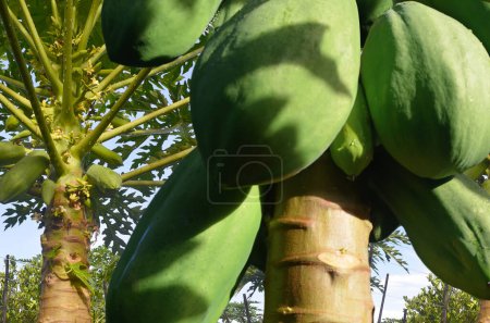 gros plan de papaye portant des fruits non mûrs dans le jardin par une matinée ensoleillée