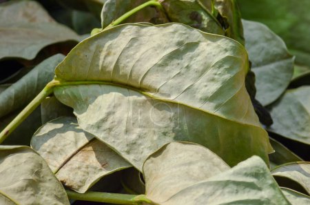 hojas secas y marchitas. primer plano de hojas de guayaba verde pálido. Residuos orgánicos
