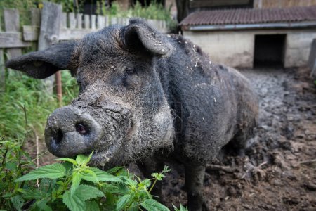 Photo for Dirty vietnamese boar on the farm in mud - Royalty Free Image