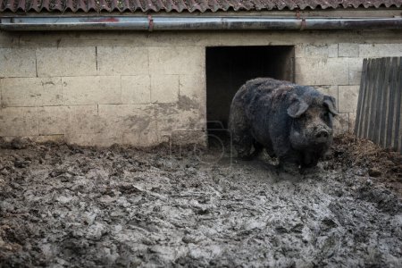 Photo for Dirty vietnamese boar on the farm in mud - Royalty Free Image