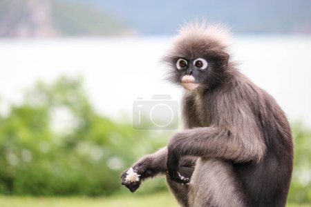 Photo for Shaggy cute young dusky leaf monkey (Trachypithecus obscurus) took out boiled rice from the dustbin and eats it. - Royalty Free Image