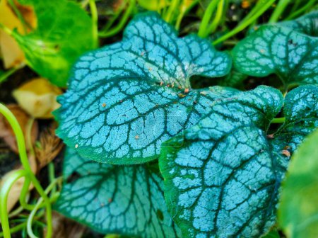 Photo for Leaves of the brunnera macrophylla Jack Frost variety. High quality photo - Royalty Free Image