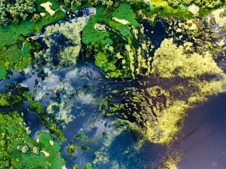 Téléchargez les photos : Vue de dessus de la rivière backwater avec une belle végétation texturée. Contexte - en image libre de droit
