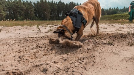 ausgebildete Militärhunde, die zielstrebig und fokussiert in sandigem Gelände suchen und dabei die entscheidende Rolle von Hunden bei Sicherheits- und Verteidigungsoperationen aufzeigen