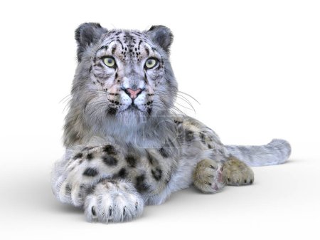 Photo for 3D rendering of a snow leopard - Royalty Free Image