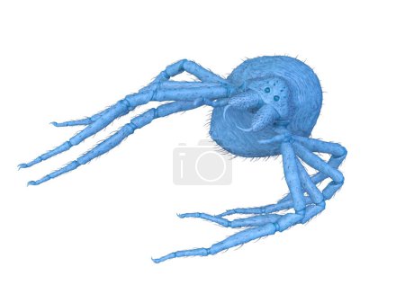 3D rendering of a spider