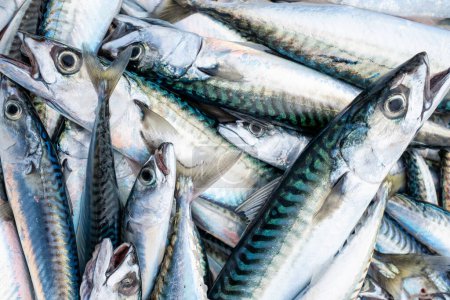 Photo for Mackerel fish in a container after a fishing trip - Royalty Free Image