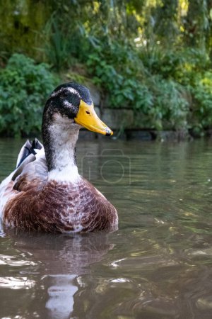 Photo for Duck swimming on a lake low perspective - Royalty Free Image